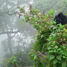 Gorilas de montaña Uganda